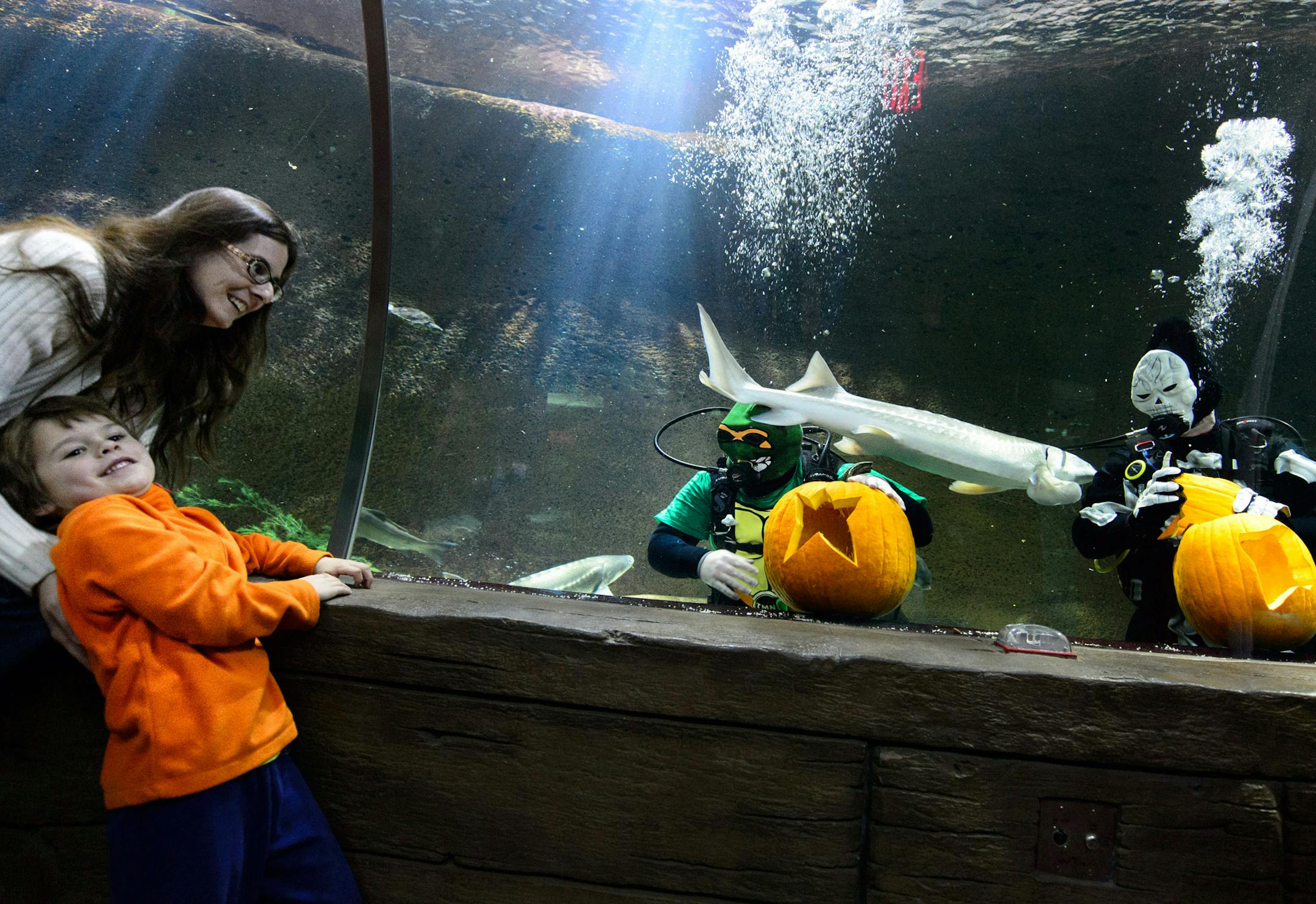 James Hietala, 4, got some encouragement to reach out to the carvers. Surrounded by curious sturgeon and turtles aquarists Ryan Foyt dressed as a Ninja Turtle carved a starfish into his pumpkin and Tom Cornell dressed as a skeleton carved a stingray at the Mall of America Sea Life which they plan to do around 3:00 p.m. through Halloween. ] GLEN STUBBE * gstubbe@startribune.com Wednesday, October 8, 2014 Divers at the Mall of America's Sea Life carved pumpkins underwater . Scuba divers in Hallowe