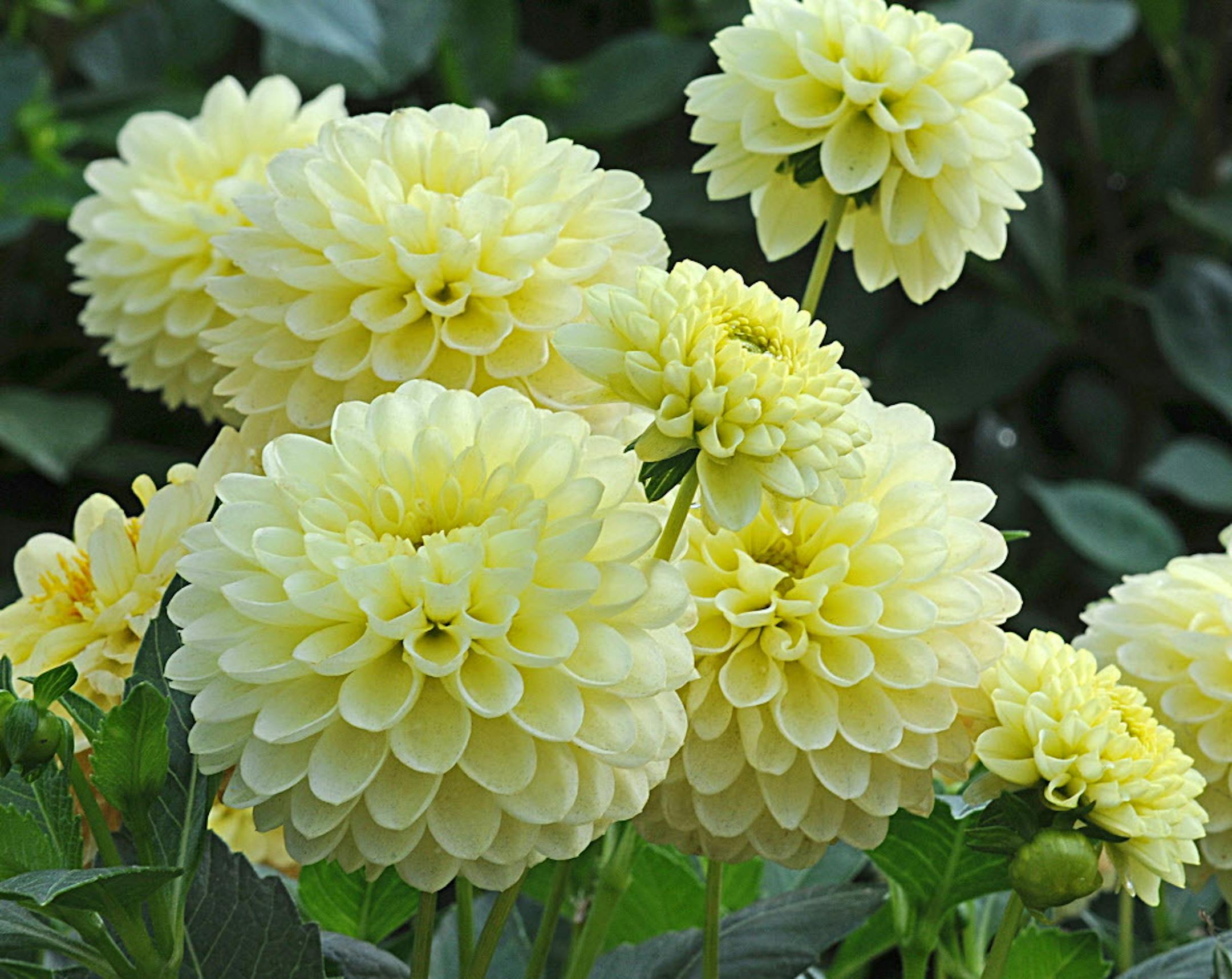 Provided by White Flower Farm
Dahlia Jewel Yellow