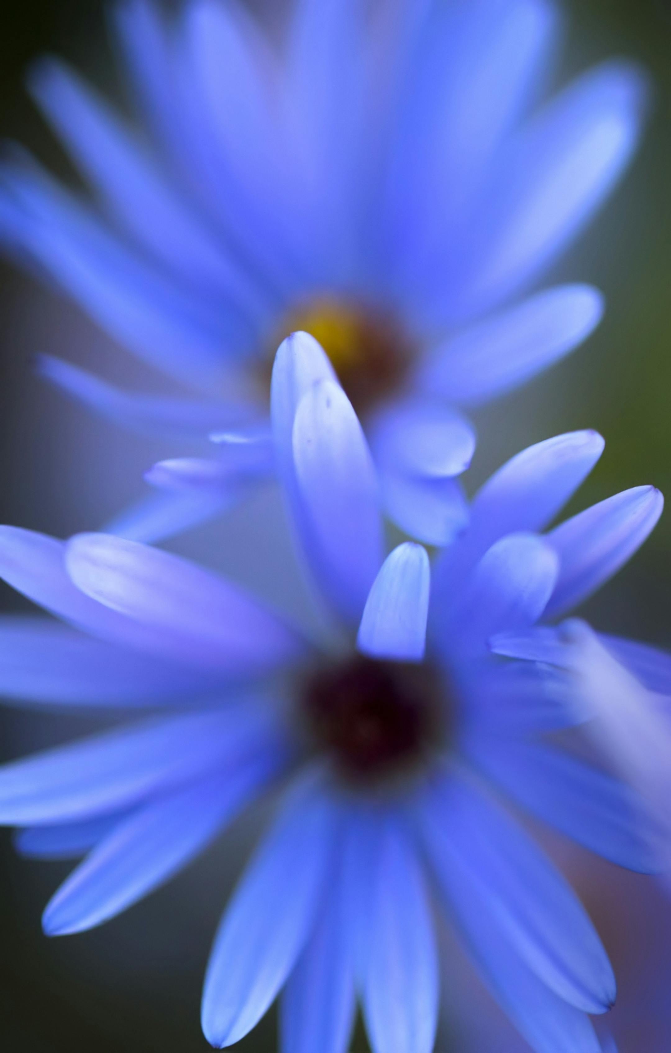 Using a light difuser on sunny days or waiting for overcast days to shoot flowers creates much softer image. This photo was also shot with very shallow depth of field to further soften the effect.