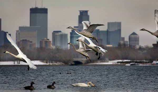 A flock swans gracefully landed in the shadow of the Minneapolis skyline on Lake Calhoun.