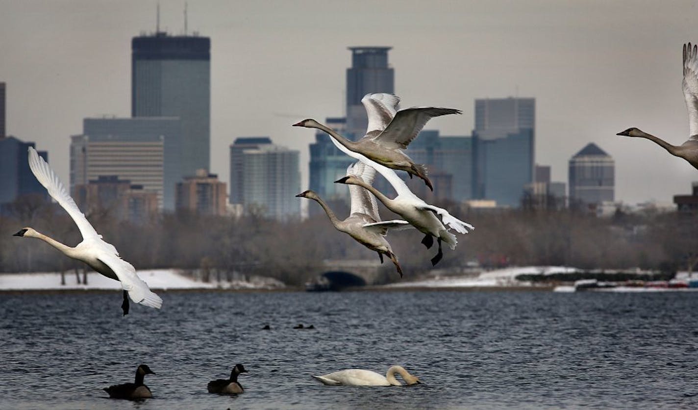 A flock swans gracefully landed in the shadow of the Minneapolis skyline on Lake Calhoun.