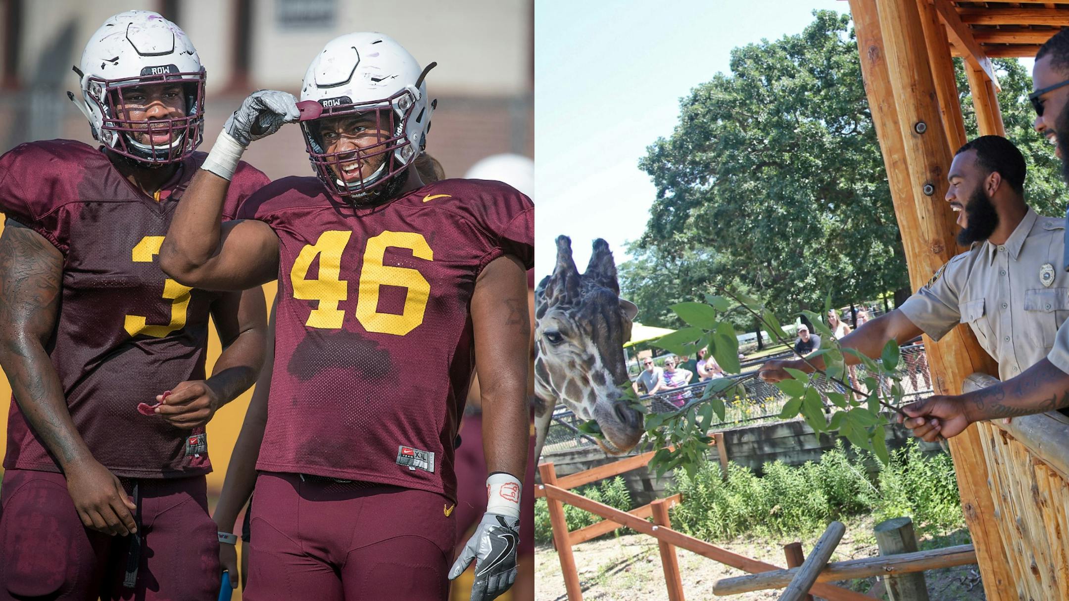 Gophers defensive linemen Jerry Gibson and Winston DeLattiboudere (46) appeared in football uniforms Monday but wore other uniforms over the summer. Right, they fed a giraffe while working as security guards at the Como Park Zoo and Conservatory. One of the Gophers coaches connected them to the opportunity.