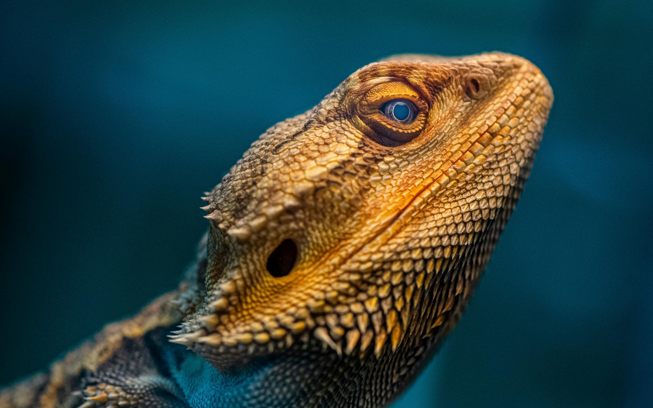 A bearded dragon from Australia soaks up the light Tuesday afternoon, jan. 10, 2023, at Mr. Drew and His Animals Too in Lewiston, maine. (Russ Dillingham/Sun Journal via AP)