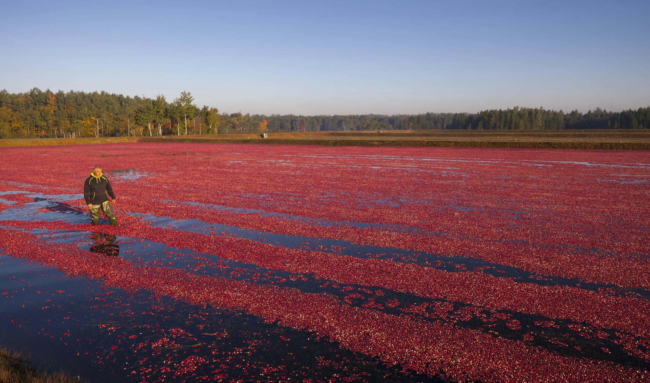 Credit: Wisconson State Cranberry Growers Association
Wisconsin's cranberry harvest. ORG XMIT: WIAM10