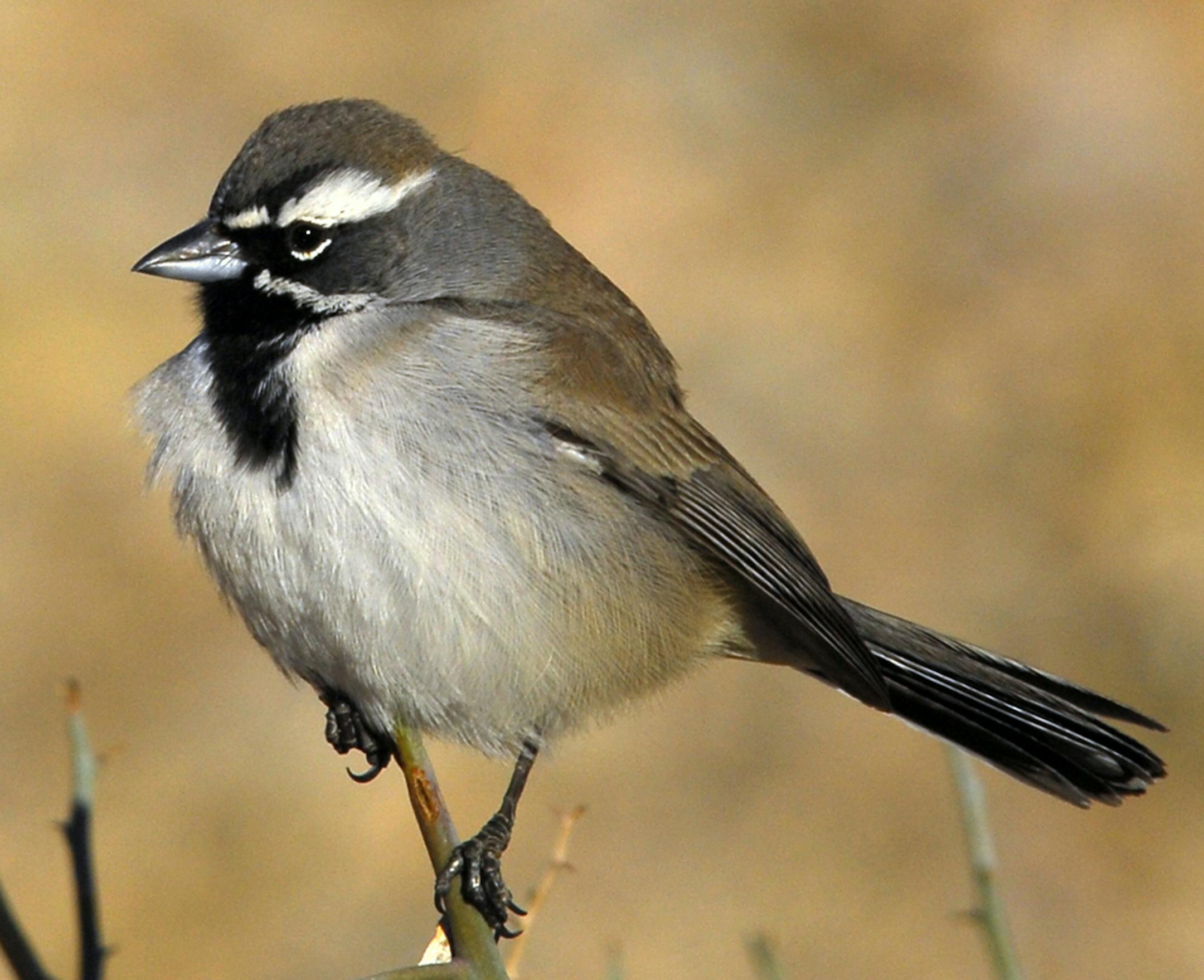 Black-throated Sparrow, fewer than a dozen, most are fall sightings, range far southwest, mid-Texas to Nevada credit: Jim Williams, special to the Star Tribune
