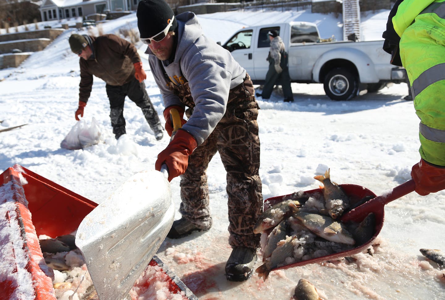 Steve Kosak shoveled young carp into a front loader after being pulled from Silver Lake. ] (KYNDELL HARKNESS/STAR TRIBUNE) kyndell.harkness@startribune.com Silver Lake in St Anthony, Min., Wednesday, March 4, 2015.