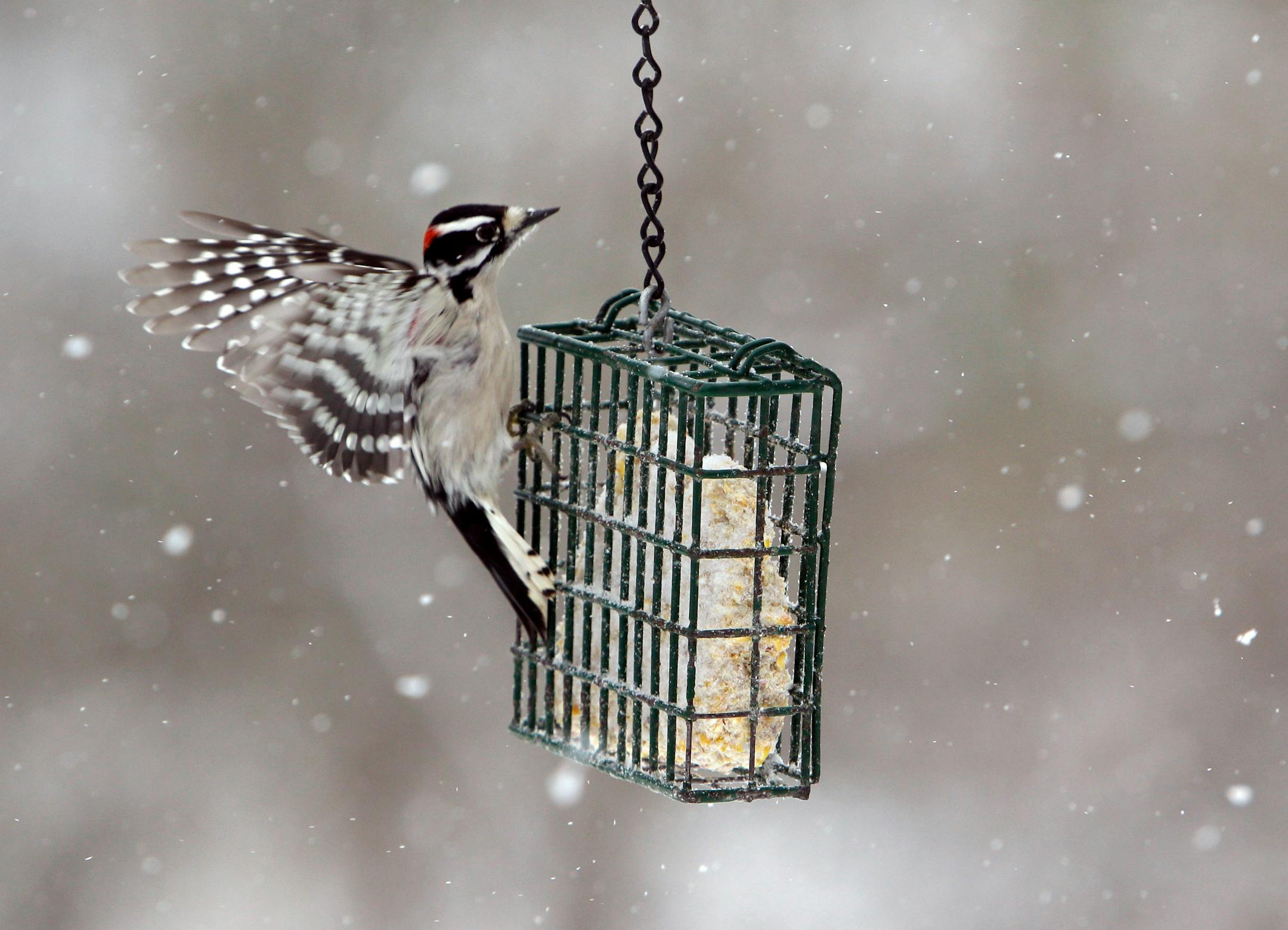 A male downy woodpecker lands on a bird feeder filled with suet.