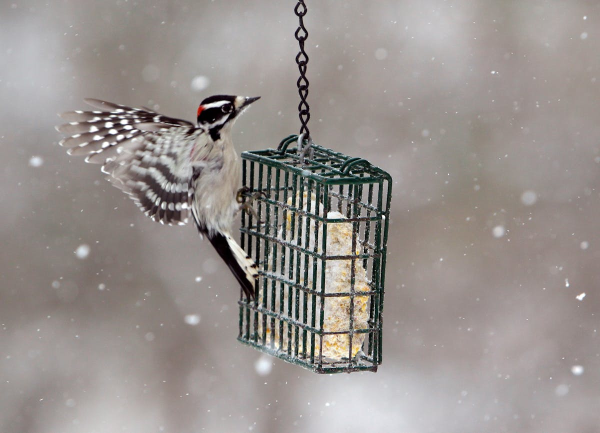 A male downy woodpecker lands on a bird feeder filled with suet.
