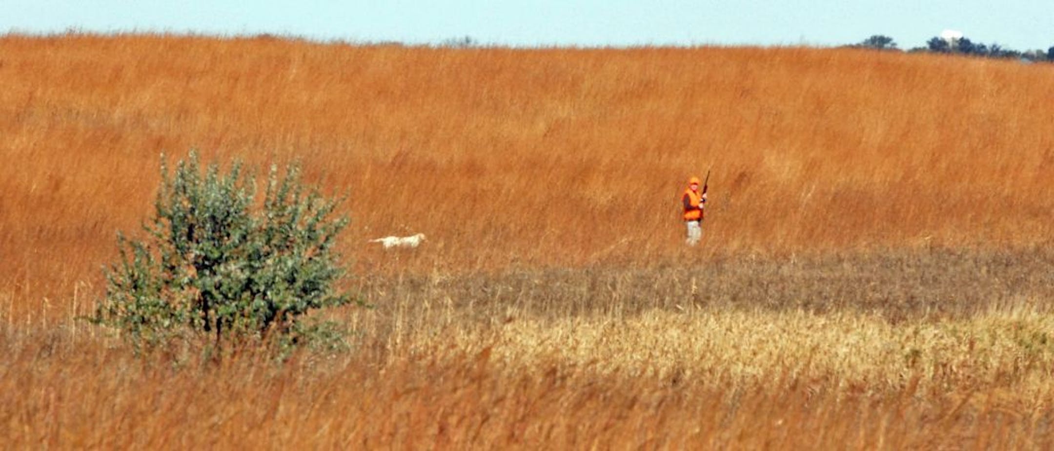 A hunter and his dog searched for pheasants Saturday in southwest Minnesota. Hunting pressure seemed to be down, compared to recent years. The DNR had said pheasant numbers declined significantly this year, due to a tough winter and wet, cold spring.
