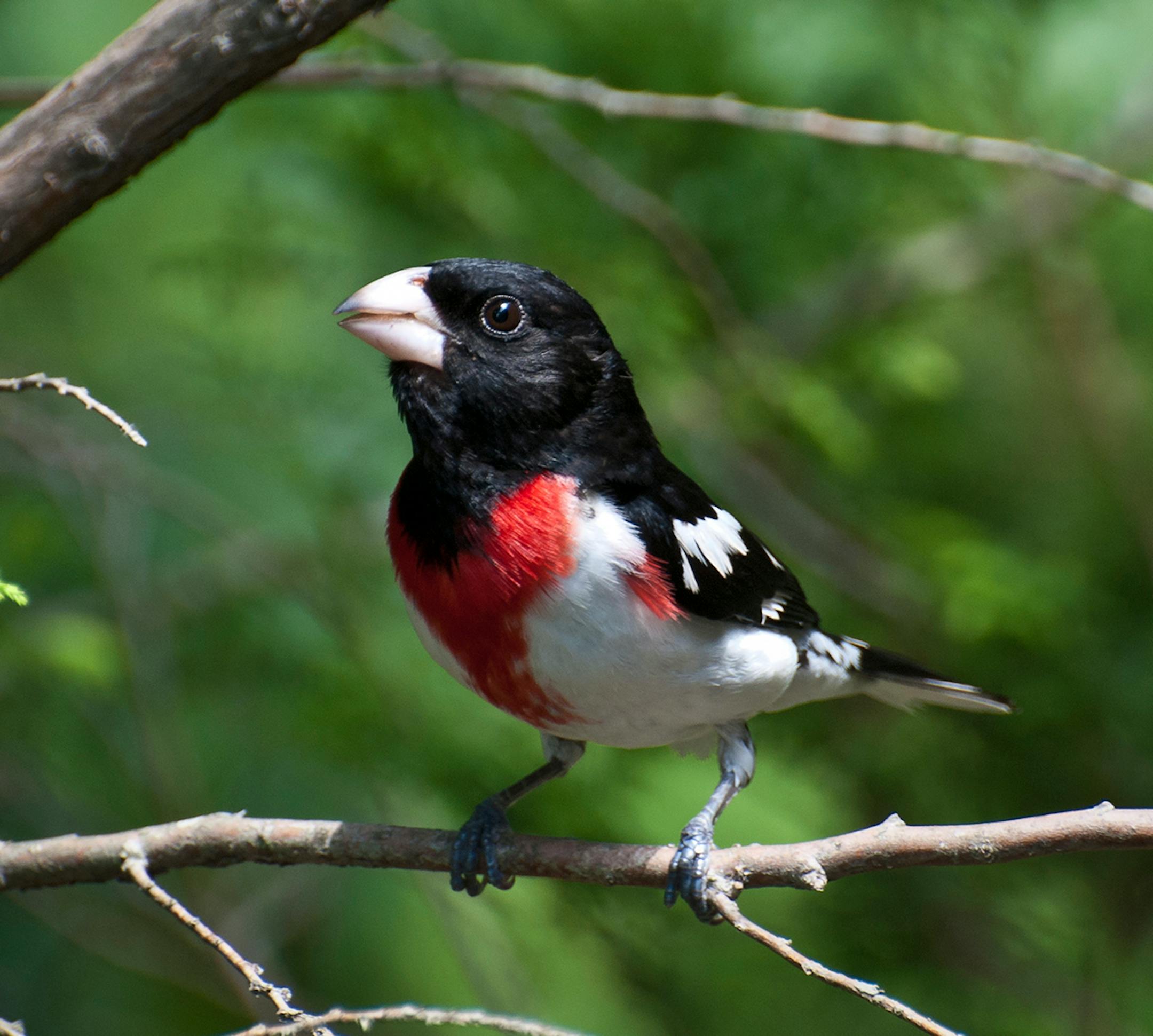 Rose-breasted grosbeak