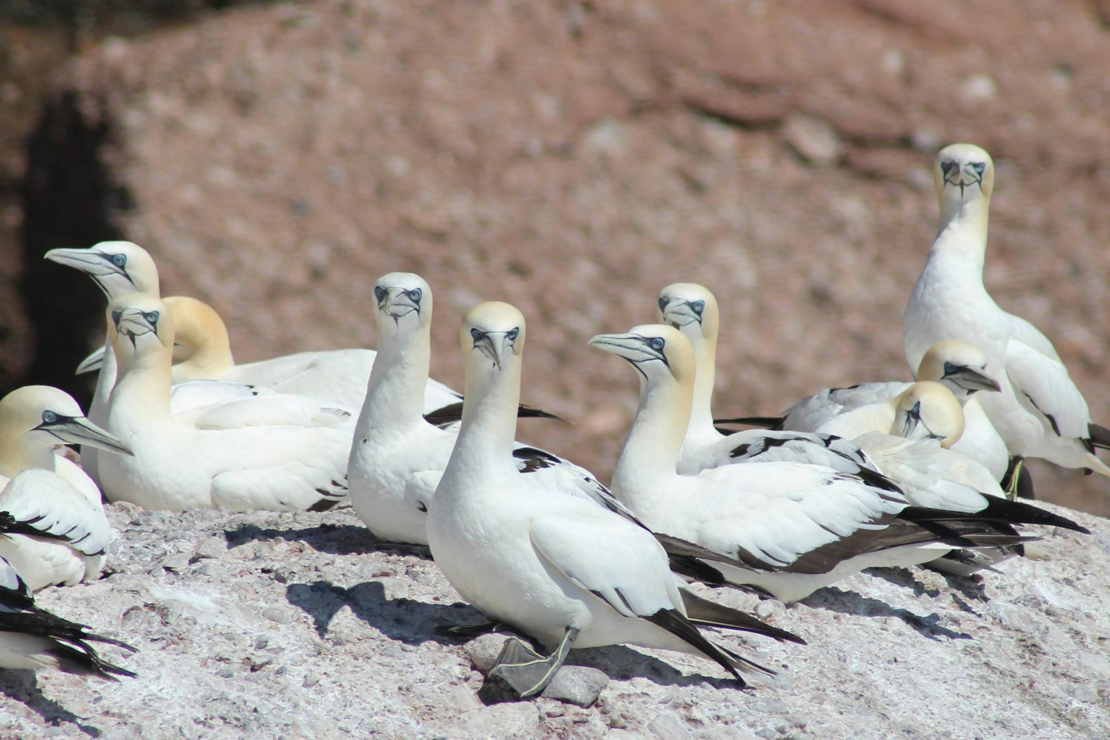 Another favorite on the author's life list the Northern gannet, which he found in Nantucket.