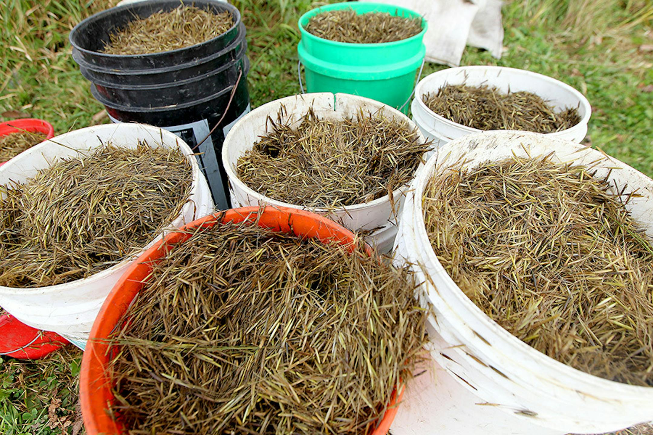 Wild rice seeds were carried in buckets for planting along the Rum River, Tuesday, October 13, 2015 near Cambridge, MN.