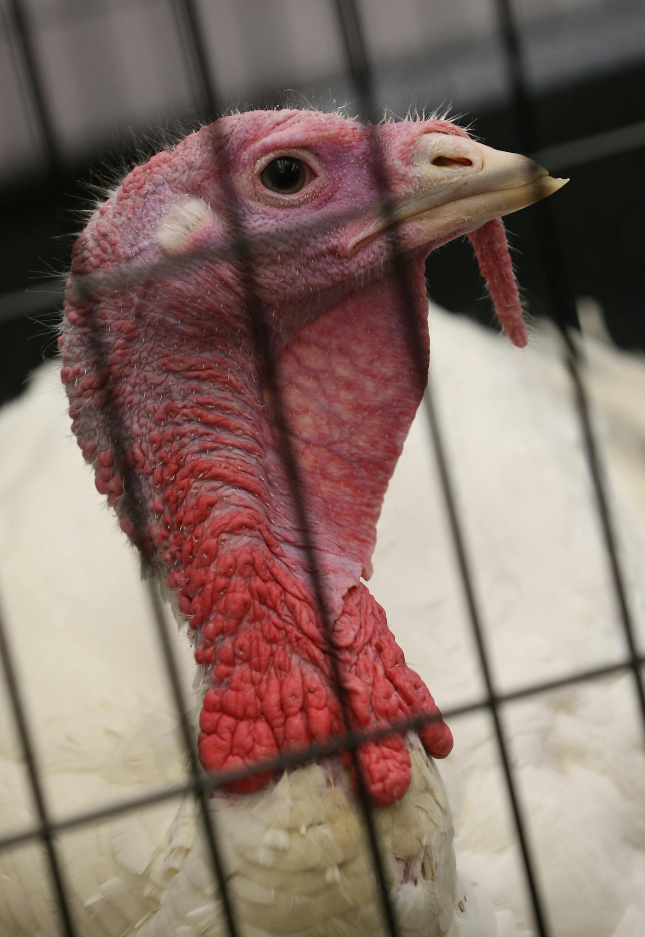 The flock started with about 80 turkeys and that has been narrowed to a final three. Two will be taken to Washington, with one being a backup.