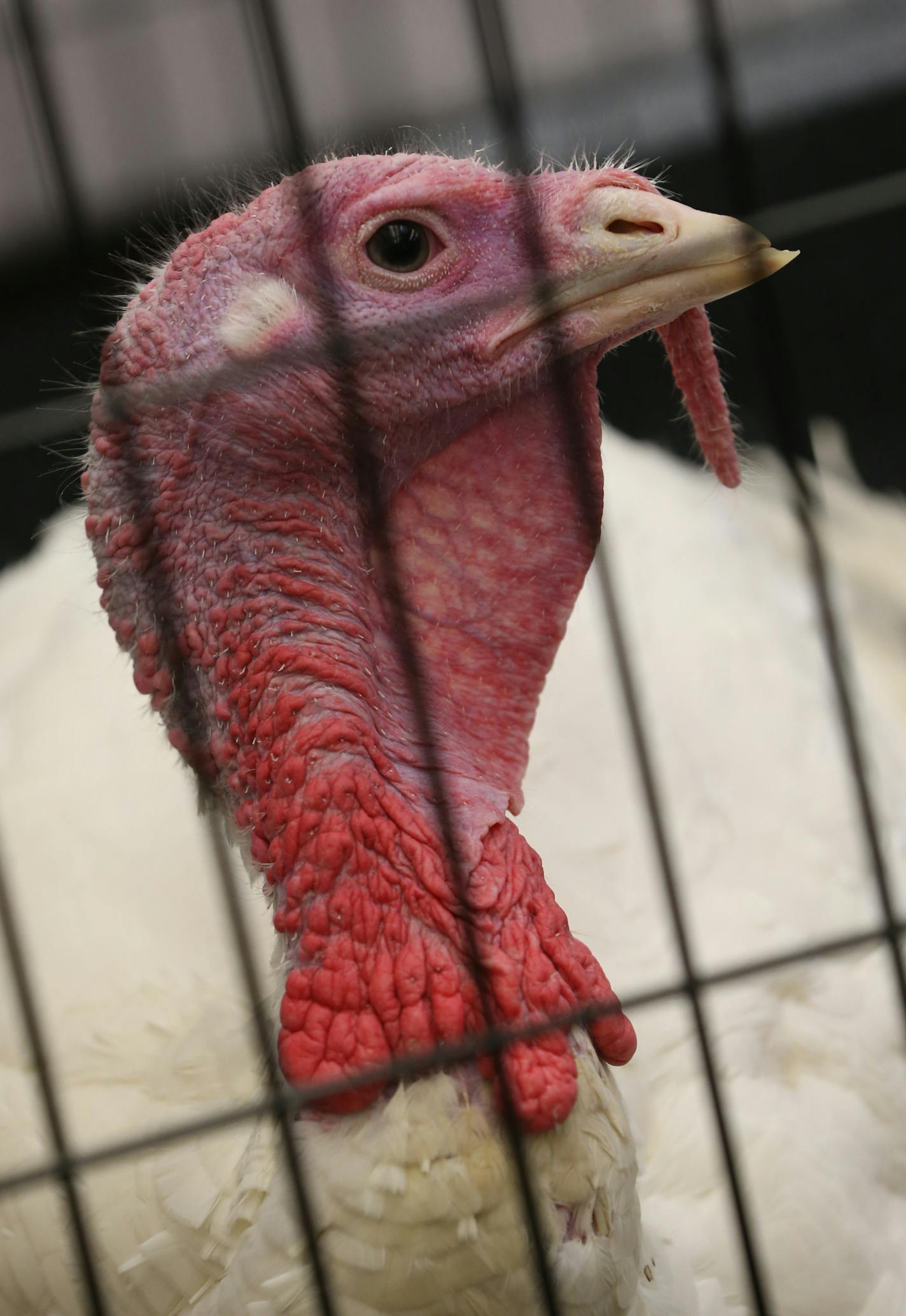 The flock started with about 80 turkeys and that has been narrowed to a final three. Two will be taken to Washington, with one being a backup.