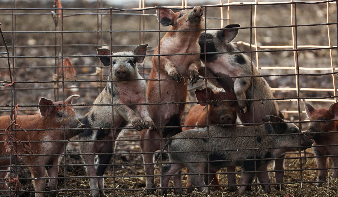 A group of young pigs called out to farmer Kevin Stuedemann near their feeding time at his farm. ] ANTHONY SOUFFLE &#x2022; anthony.souffle@startribune.com Organic dairy farmer Kevin Stuedemann gave a tour of his operation with about 70 milking cows and his 100-acre farm Wednesday, Oct. 25, 2017 in Belle Plaine, Minn. Stuedemann almost lost his farm a couple years ago because of the weak agricultural economy and had to take an off-farm job with a moving company to keep afloat financially.