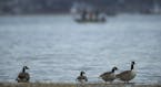 Geese on the shore of White Bear Lake and fishermen all took advantage of open water Sunday afternoon. ] JEFF WHEELER &#xef; jeff.wheeler@startribune.