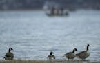 Geese on the shore of White Bear Lake and fishermen all took advantage of open water Sunday afternoon. ] JEFF WHEELER &#xef; jeff.wheeler@startribune.