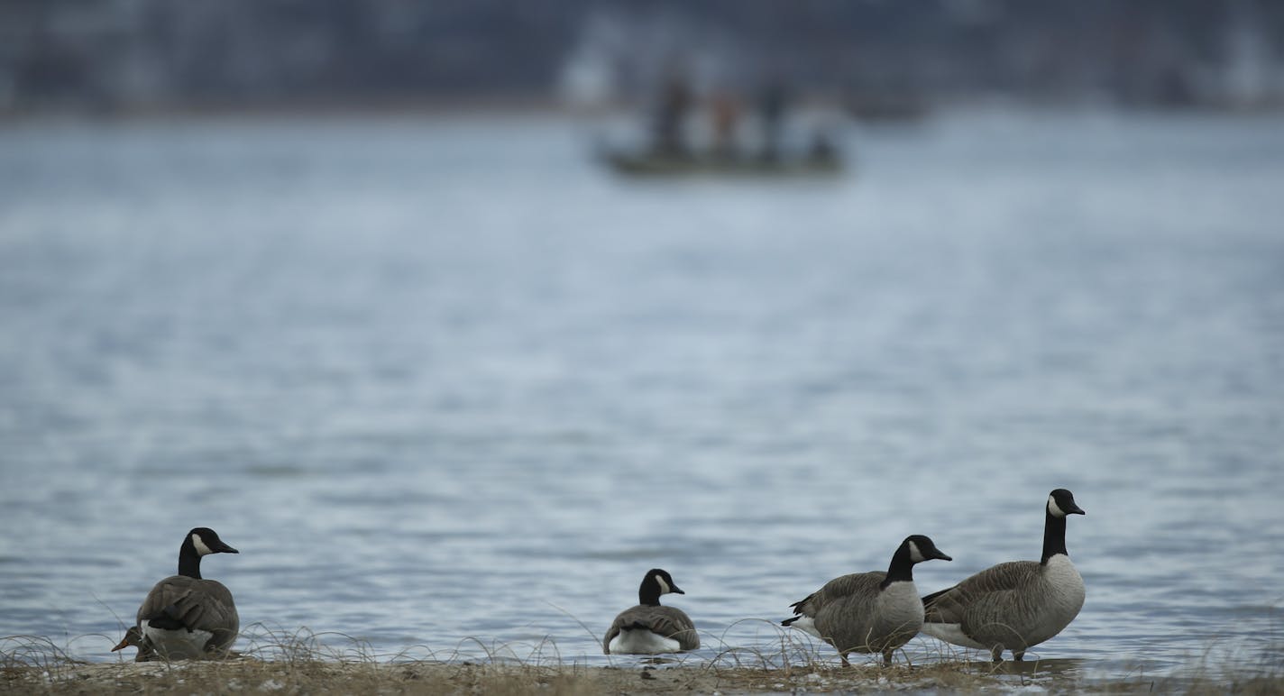 Geese on the shore of White Bear Lake and fishermen all took advantage of open water Sunday afternoon. ] JEFF WHEELER &#xef; jeff.wheeler@startribune.com Astonishing amounts of water from troubled White Bear Lake are being sucked up into the air in November each year, confounding scientists who had always assumed that evaporation peaks in the summer. White Bear Lake from the shore Sunday afternoon, November 29, 2015.