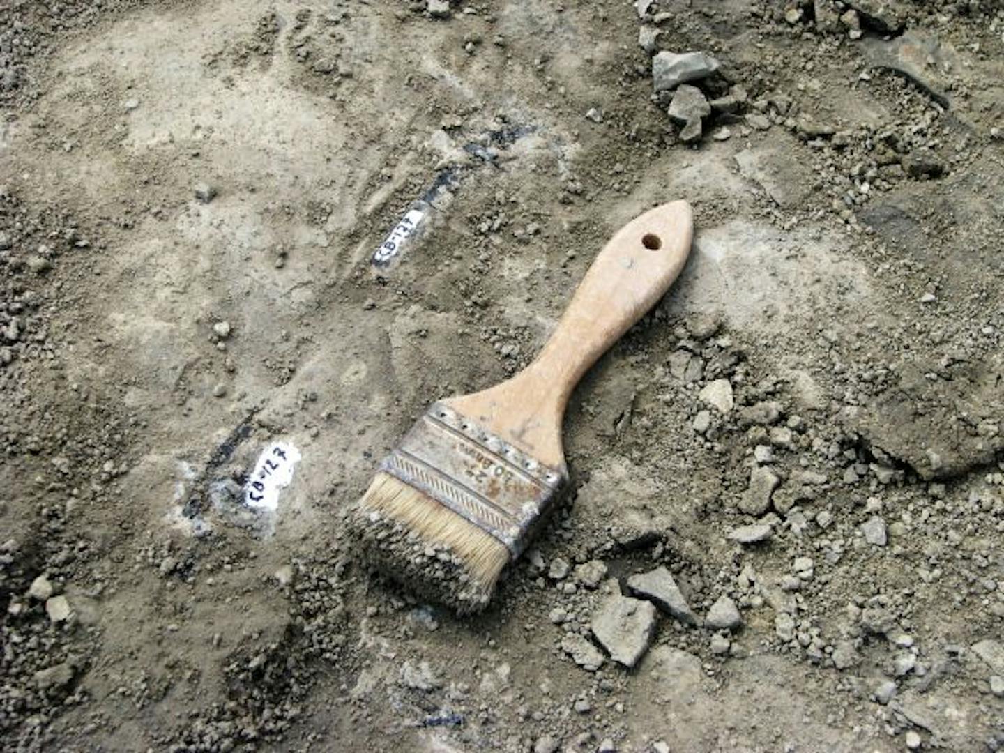 A dinosaur dig brush and bones at the Wyoming Dinosaur Center.