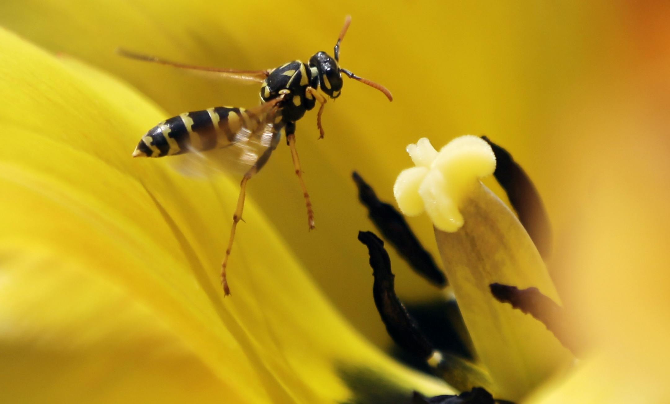 A wasp hovers over a tulip on a warm spring day in Washington Park on Thursday, May 2, 2013, in Albany, N.Y. (AP Photo/Mike Groll) ORG XMIT: NYMG102