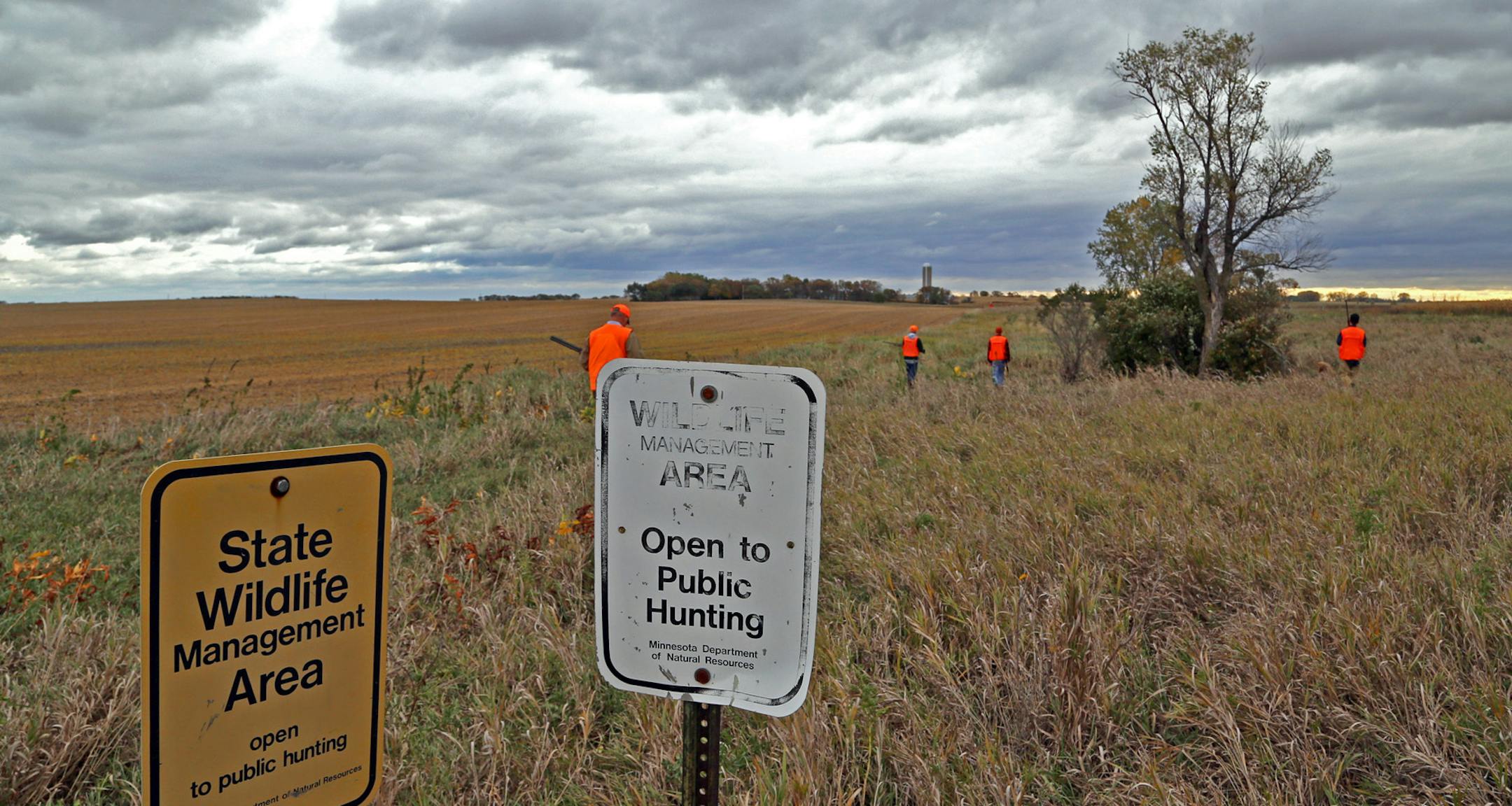 With chilly winds gusting more than 25 miles an hour, pheasant hunters stepped into tall grass Saturday morning in search of roosters, in this case in Yellow Medicine County in southwest Minnesota.