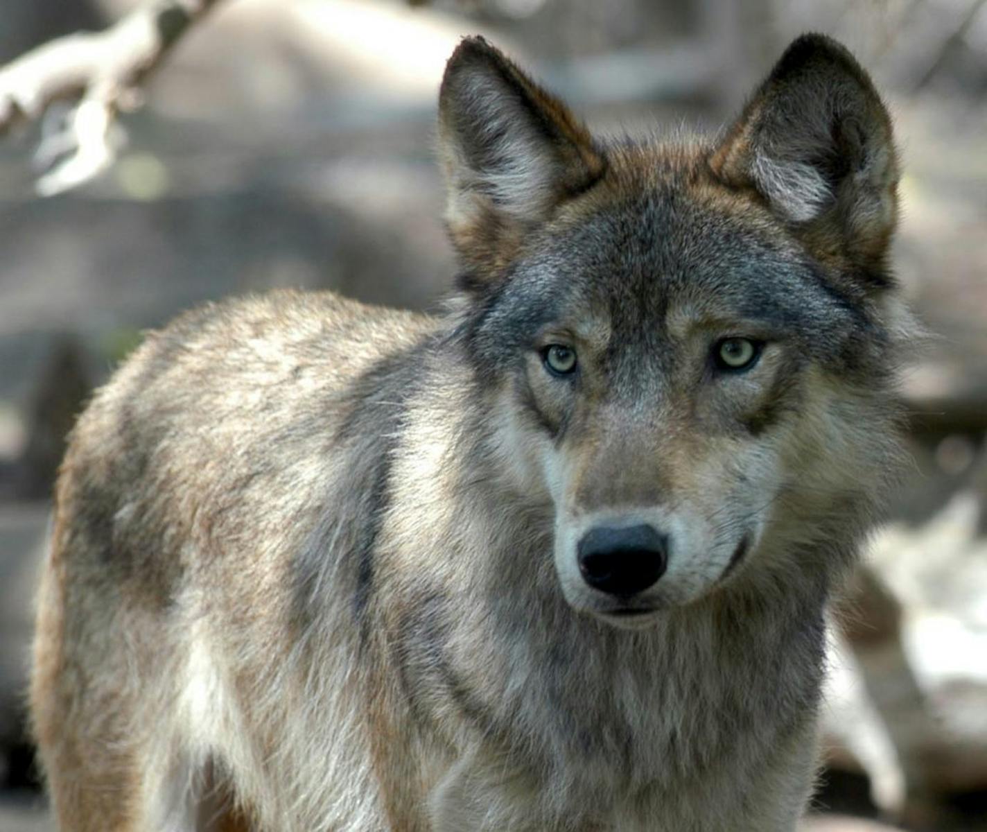 FILE - In this July 16, 2004, file photo is a gray wolf at the Wildlife Science Center in Forest Lake, Minn. A Wisconsin judge is to decide Wednesday, Aug. 29, 2012, whether to issue an injunction blocking wolf hunts while he weighs a lawsuit filed by a coalition of humane societies. They allege the DNR failed to set up restrictions on the use of dogs, creating the potential for bloody wolf-dog fights in the woods.