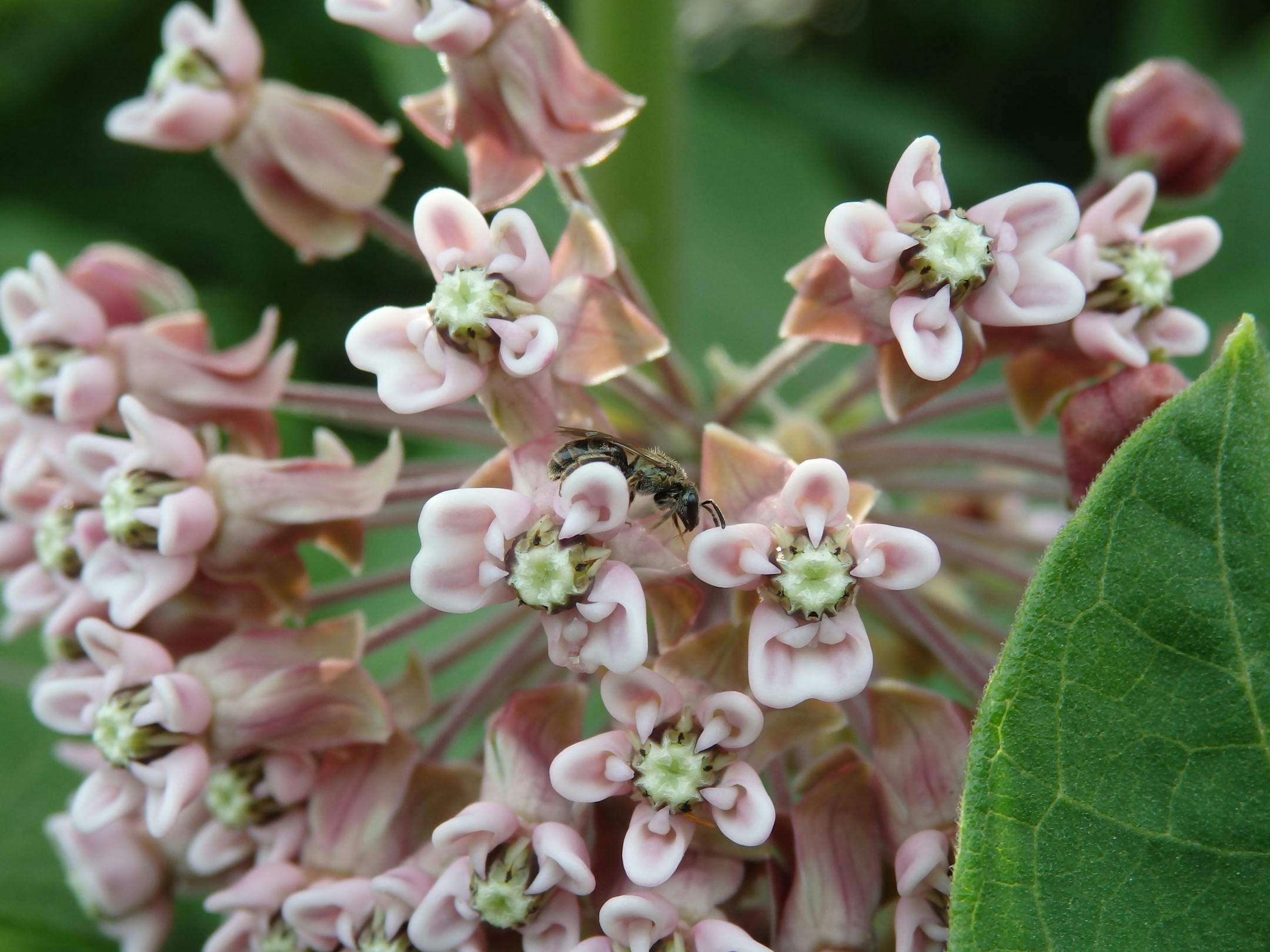 Milkweed saves monarch butterflies, helped soldiers