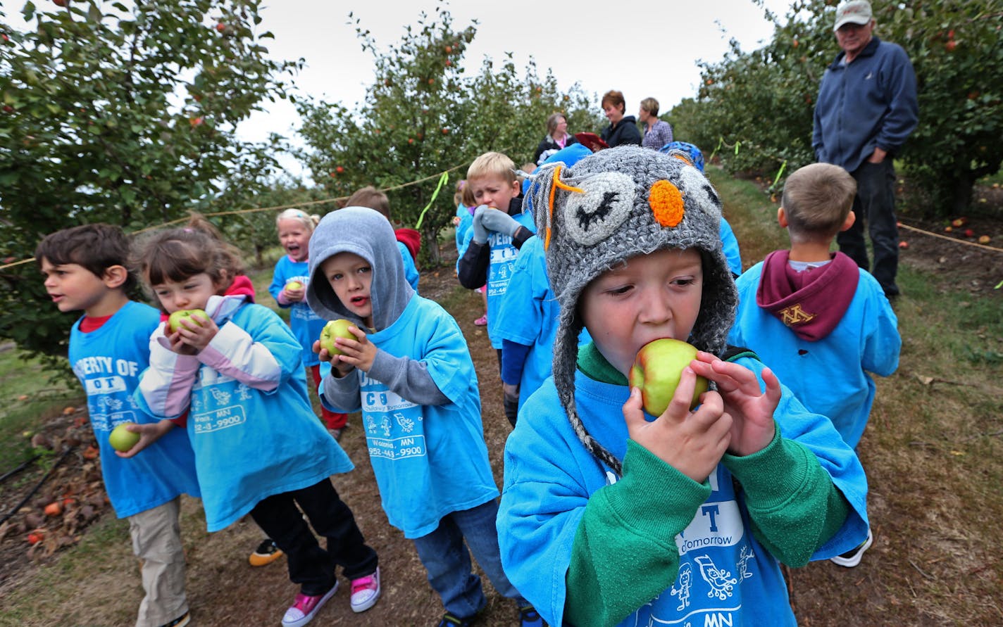 (right) Connor Heaser with the Children of Tomorrow Daycare of Waconia, ate an apple he picked during a tour of the Apple Jack Apple Orchard on 9/17/13. A look at the growth of the designer apple and the family pick-your-own experience. When Apple Jack Orchard was planted in Delano 30 years ago, the seed was just being planted. People were still munching on Haralsons and locally grown was for the hippy fringe. Now families flock to orchards each autumn for Sweet Tango, Zestar and the much covete