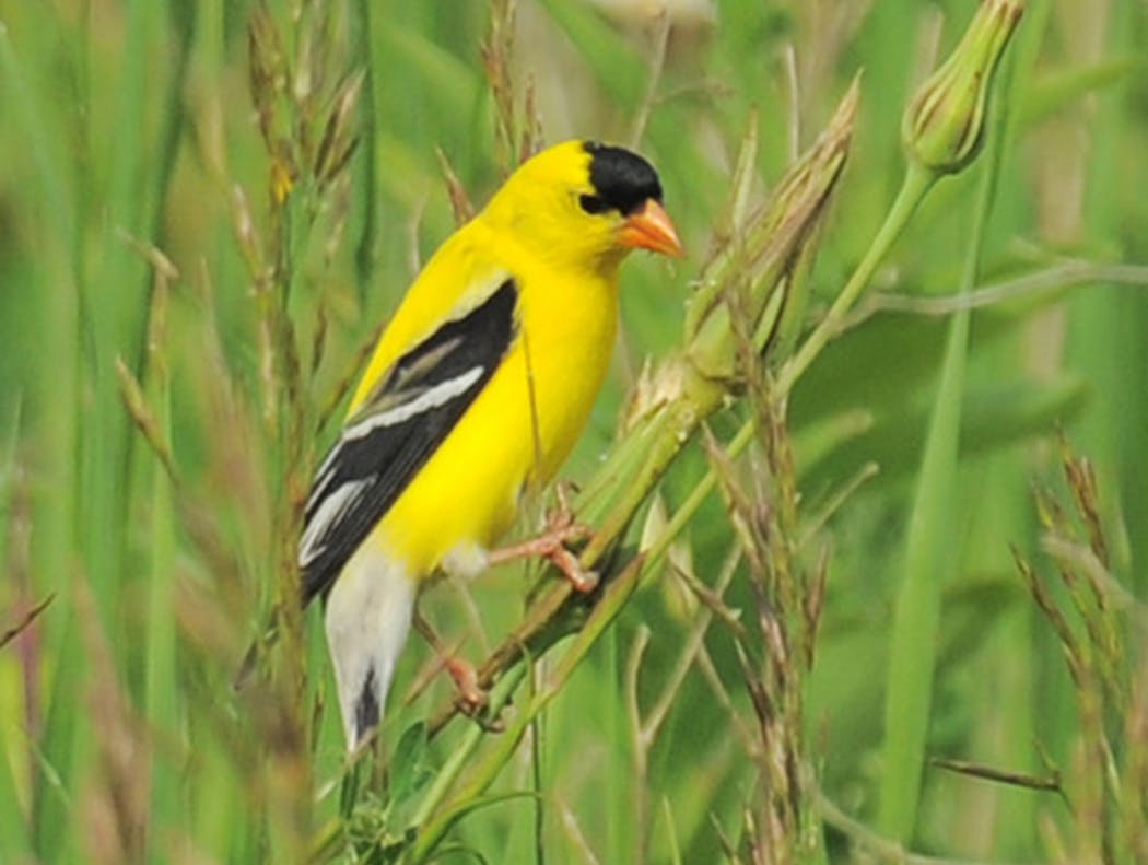 Goldfinches choose soft, and expandable, nest materials.
