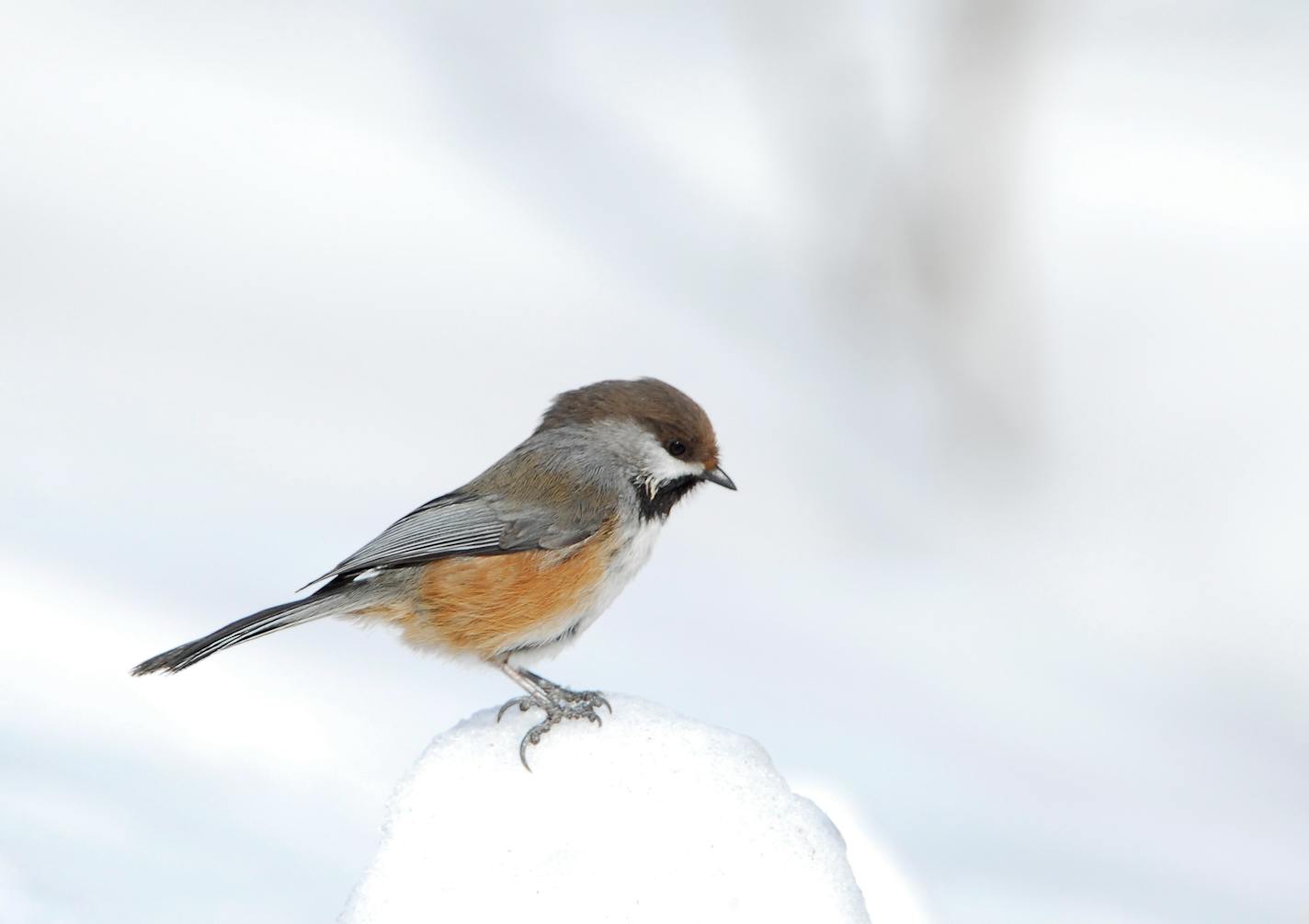 Boreal chickadee in snow.