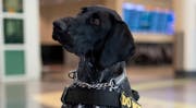 Zita, a three-year-old German Shorthair Pointer, is in the running for TSA’s Cutest Canine competition. She works at MSP Airport.
