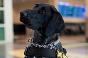 Zita, a three-year-old German Shorthair Pointer, is in the running for TSA’s Cutest Canine competition. She works at MSP Airport.