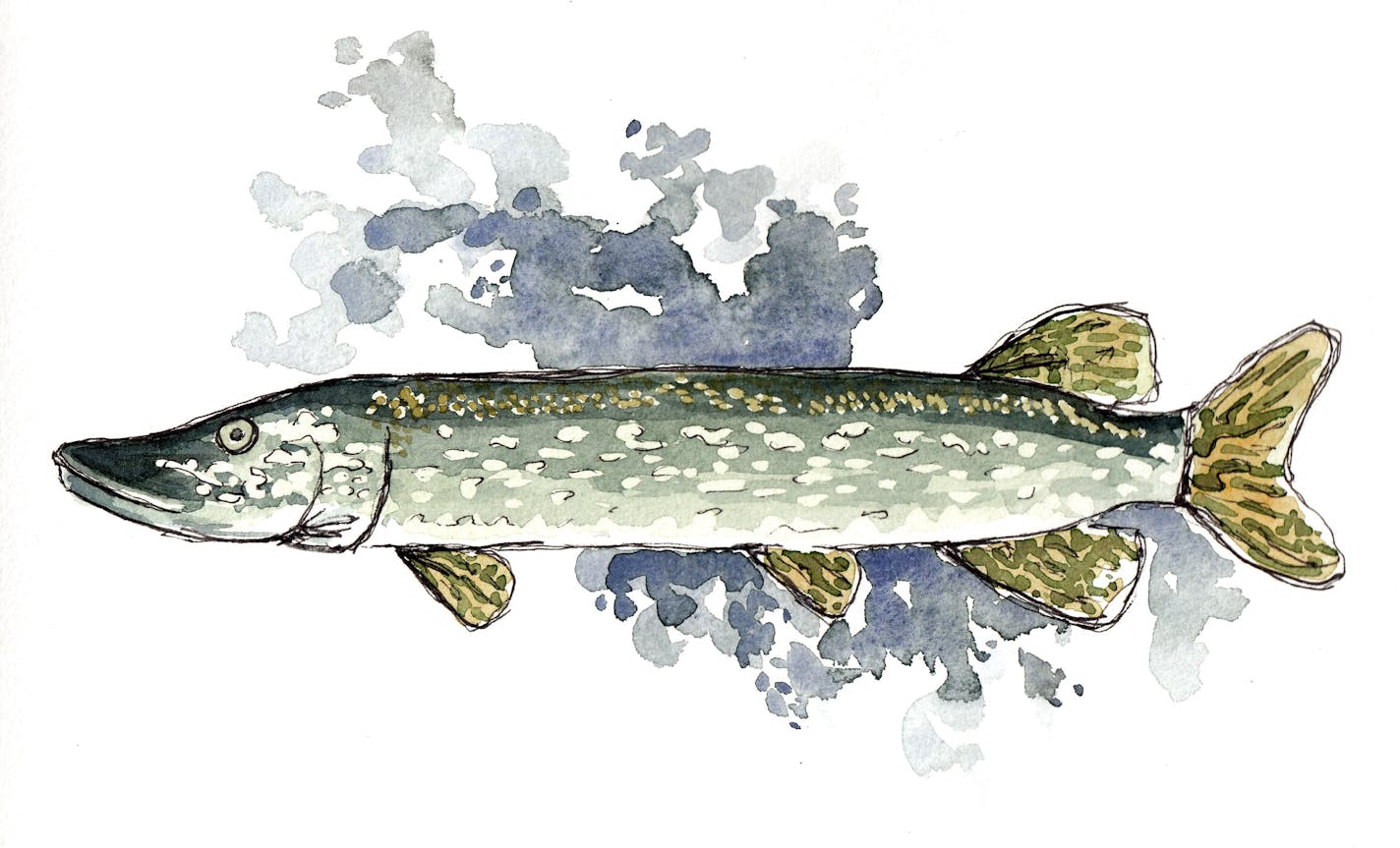 Northern pike