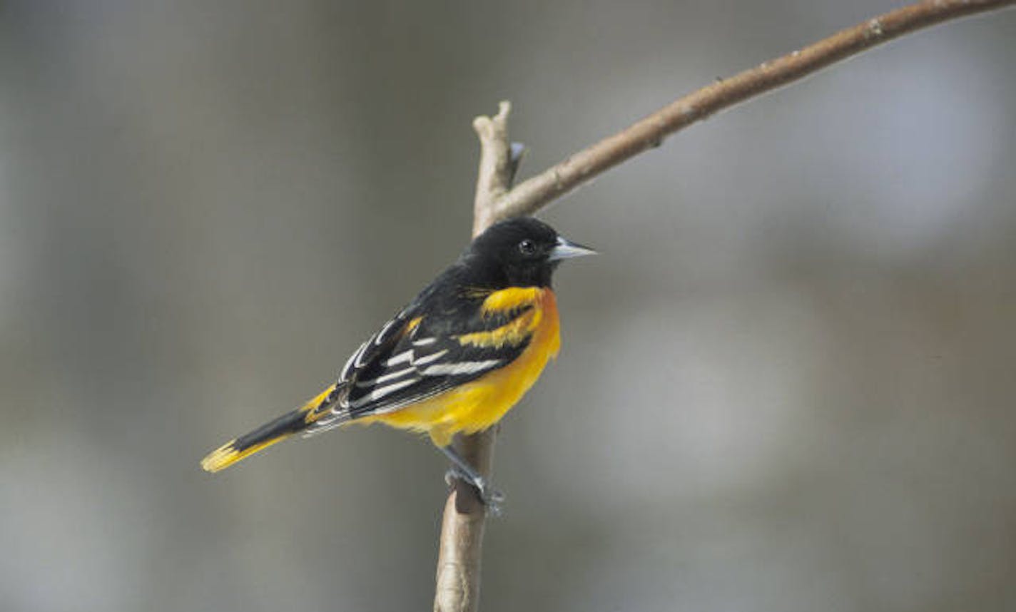 Baltimore orioles will head for points south from Minnesota beginning in September.