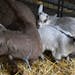 Mo the Nigerian dwarf goat stood with her two kids in their pen Friday morning at the Minnesota Zoo.