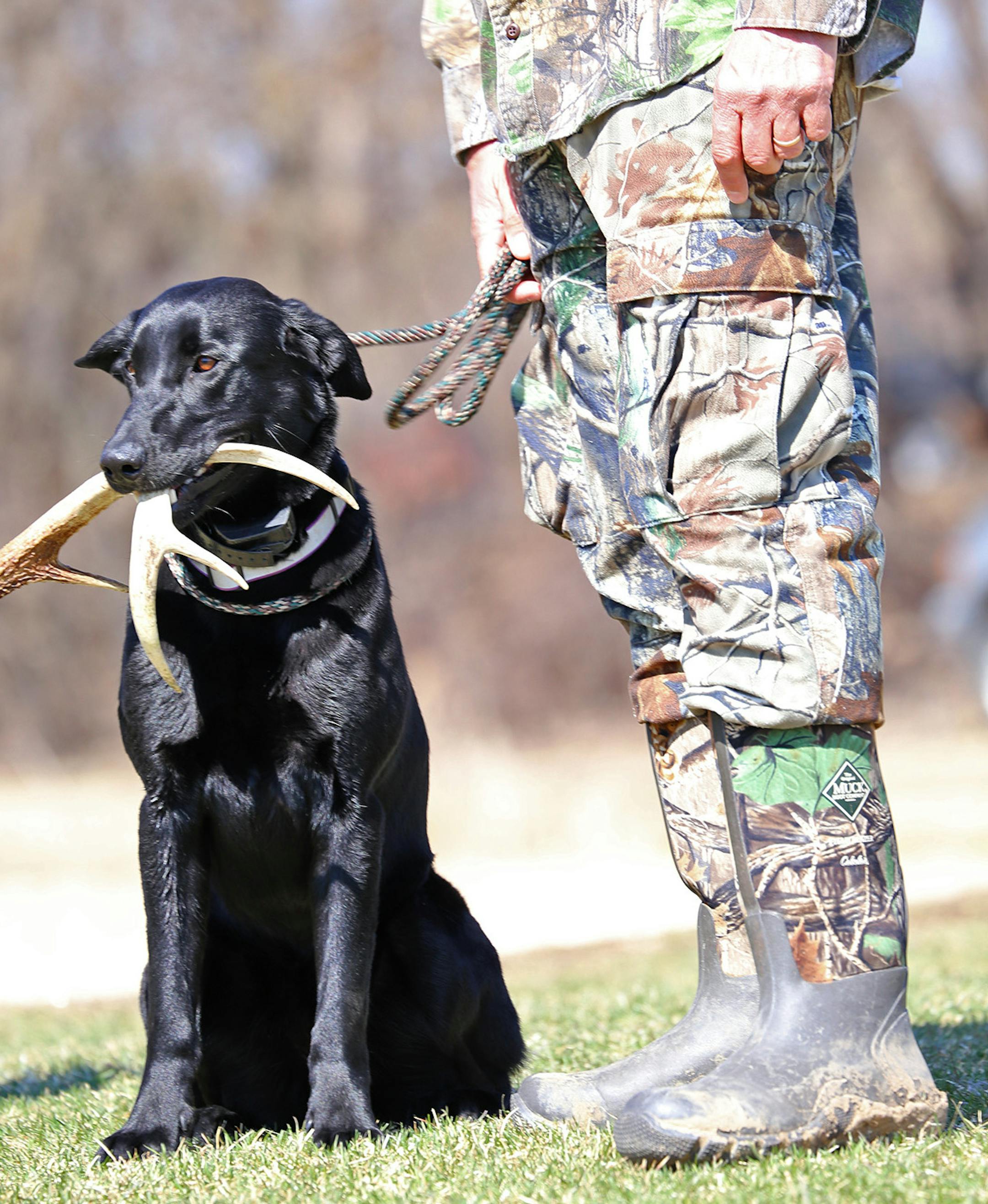 Pemi, a female black Labrador who traveled from New Hampshire to compete on Saturday near Northfield in the World Shed Dog Championship, held an antler ó or shed ó in anticipation of competing against about 60 other dogs.