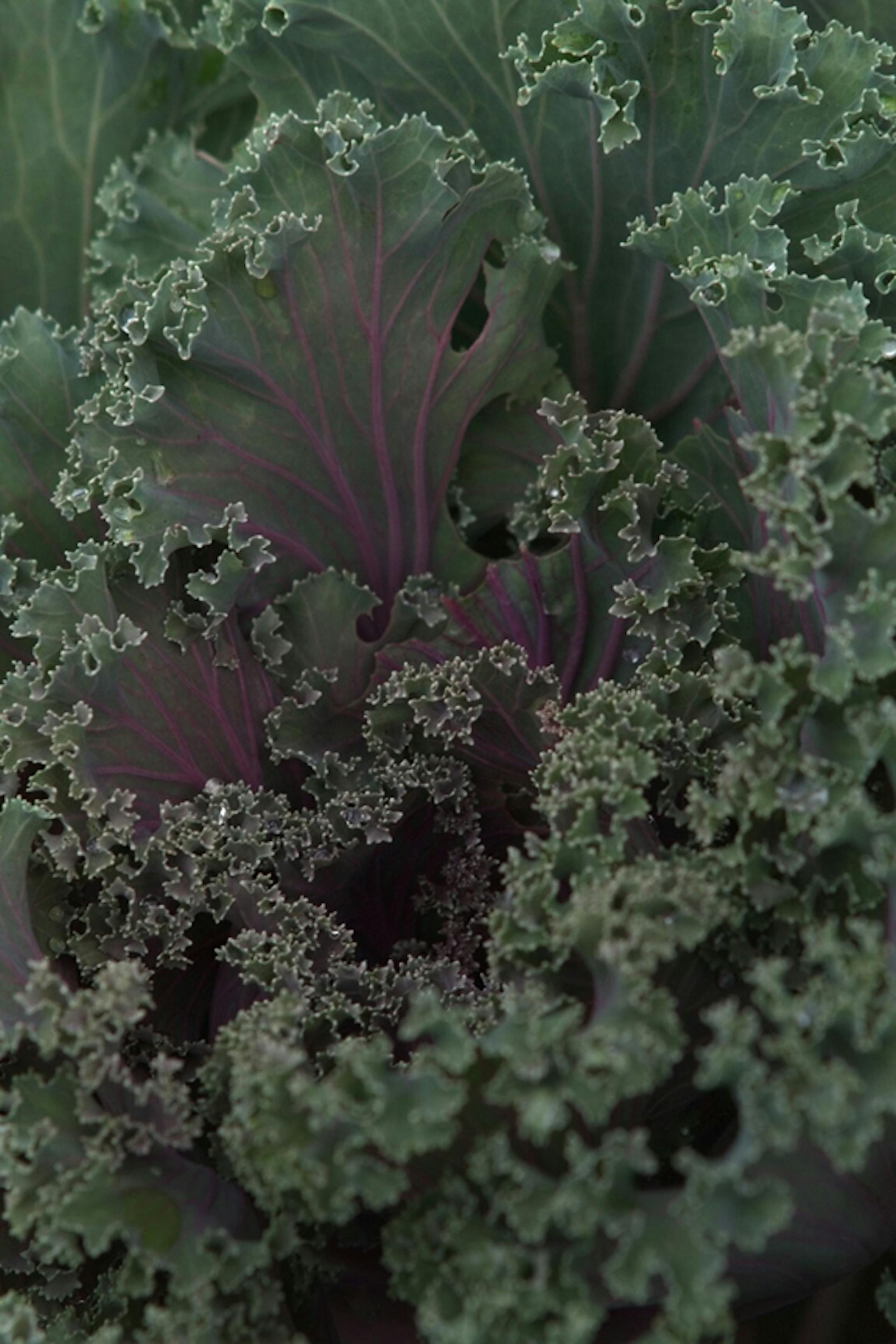 Minneapolis, MN., Tuesday, 8/3/1999.  Ornamental kale in the garden of Joyce Vincent.  Joyce Vincent calls it her 'heart of the city' garden.  She plans the garden with help from various volunteers who help tend the garden. Vincent cannot physically work in the garden because of rheumatoid arthritis. She uses a wheelchair because it is easier and faster for her to get around. Some of the neighborhood children help out with the garden under her guidance. Each year, Vincent holds a party for the 40 or more kids who help out. She has been doing the parties since 1983.