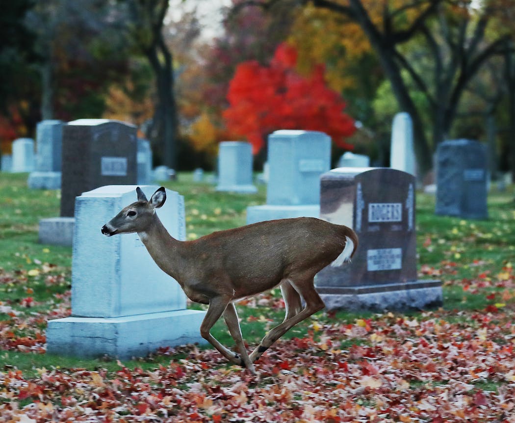 Fall colors were on display in Lakewood Cemetery as a deer ran through the cemetery in 2020.
