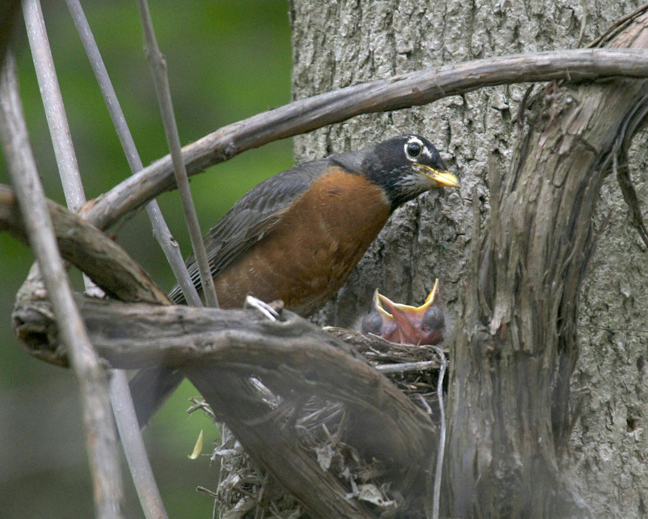 Caption: Photo by Jim Williams An adult robin faces hungry beaks each time it returns to its nest. Mom and Dad robin may make several hundred trips a day to feed their nestlings.