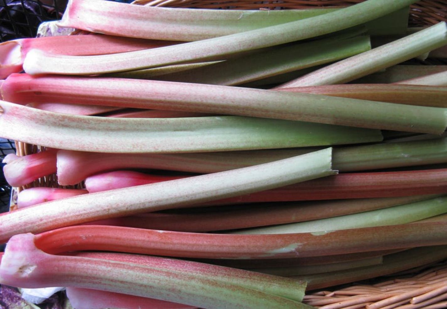 Rhubarb, a sure sign of spring in Minnesota.