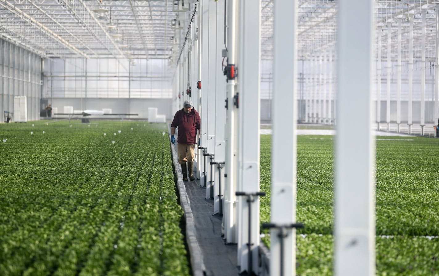 Revol Greens is a new competitor to the California greens market and is growing five varieties of lettuce in greenhouses only an hour's drive south of Minneapolis at a fraction of the transportation costs. Here, a worker inside the sprawling green house at Revol Greens Tuesday, Feb. 13, 2018, in Medford, MN.