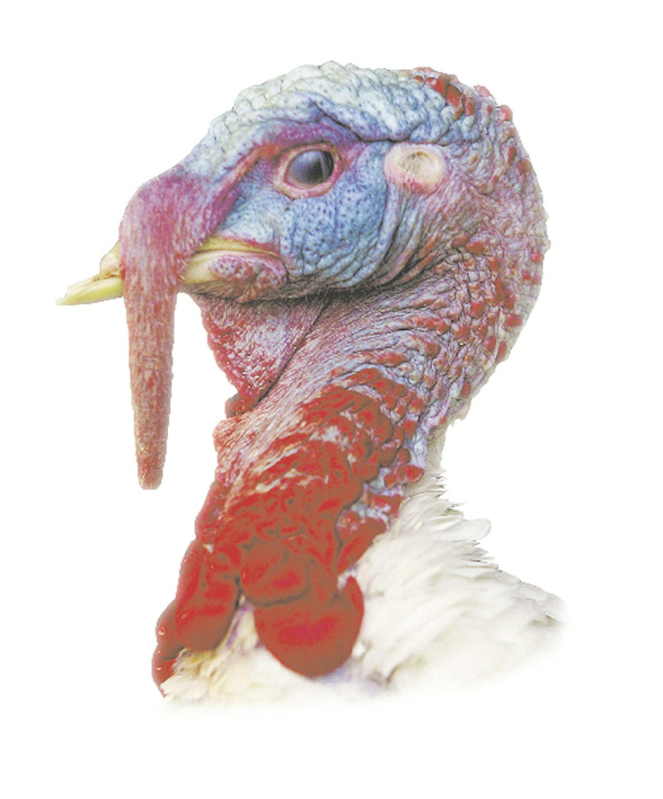 Turkey of the Year