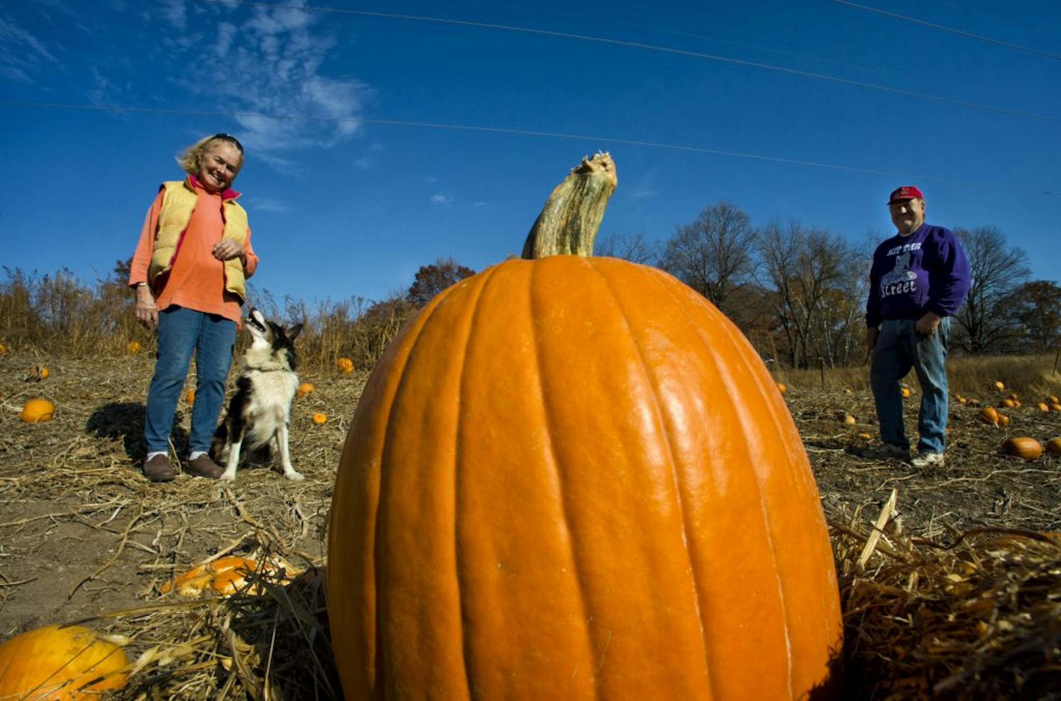 Sharon and Tom Pogreba run the Hugo Animal Farm and each year host visiting groups to pick their own pumpkins. They are open weekends from 1 to 5 p.m. through the end of October. Tuesday, October 16, 2012