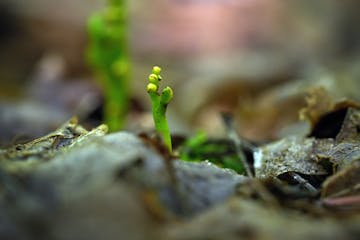 The imperiled goblin fern emerges from the forest floor in northern Minnesota's Chippewa National Forest. Invasive earthworms are a major threat to th