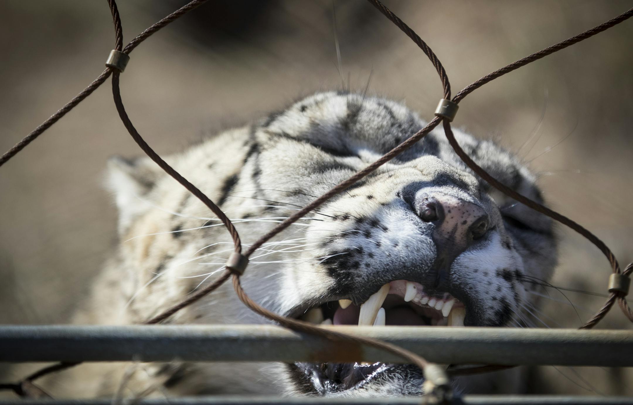 Moutig, a male snow leopard from France, in his zoo enclosure at the Como Zoo on Tuesday, March 21, 2017, in St. Paul, Minn. ] RENEE JONES SCHNEIDER ï renee.jones@startribune.com