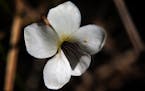 Lance-leaved violets are a state threatened species of plant, growing at Lexington Memorial Park. ] JIM GEHRZ &#x2022; james.gehrz@startribune.com / L