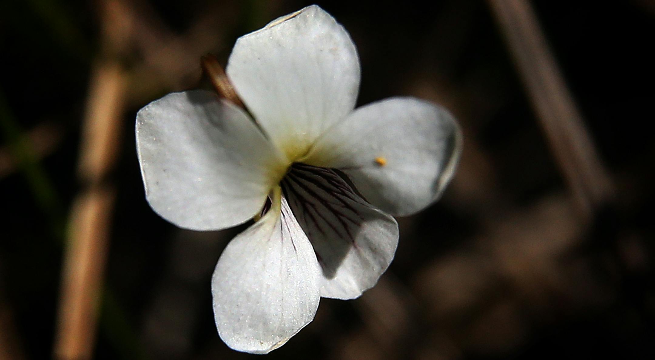 Lance-leaved violets are a state threatened species of plant, growing at Lexington Memorial Park. ] JIM GEHRZ • james.gehrz@startribune.com / Lexington, MN / May 19, 2016 10:00 AM – BACKGROUND INFORMATION: Nearly one-third of Minnesota endangered and threatened plants and animals can be found in Anoka County. That’s because the DNR updated the list in 2013 adding several plants found on the Anoka sand plain. Now developers are watching projects delayed and sometimes idled as