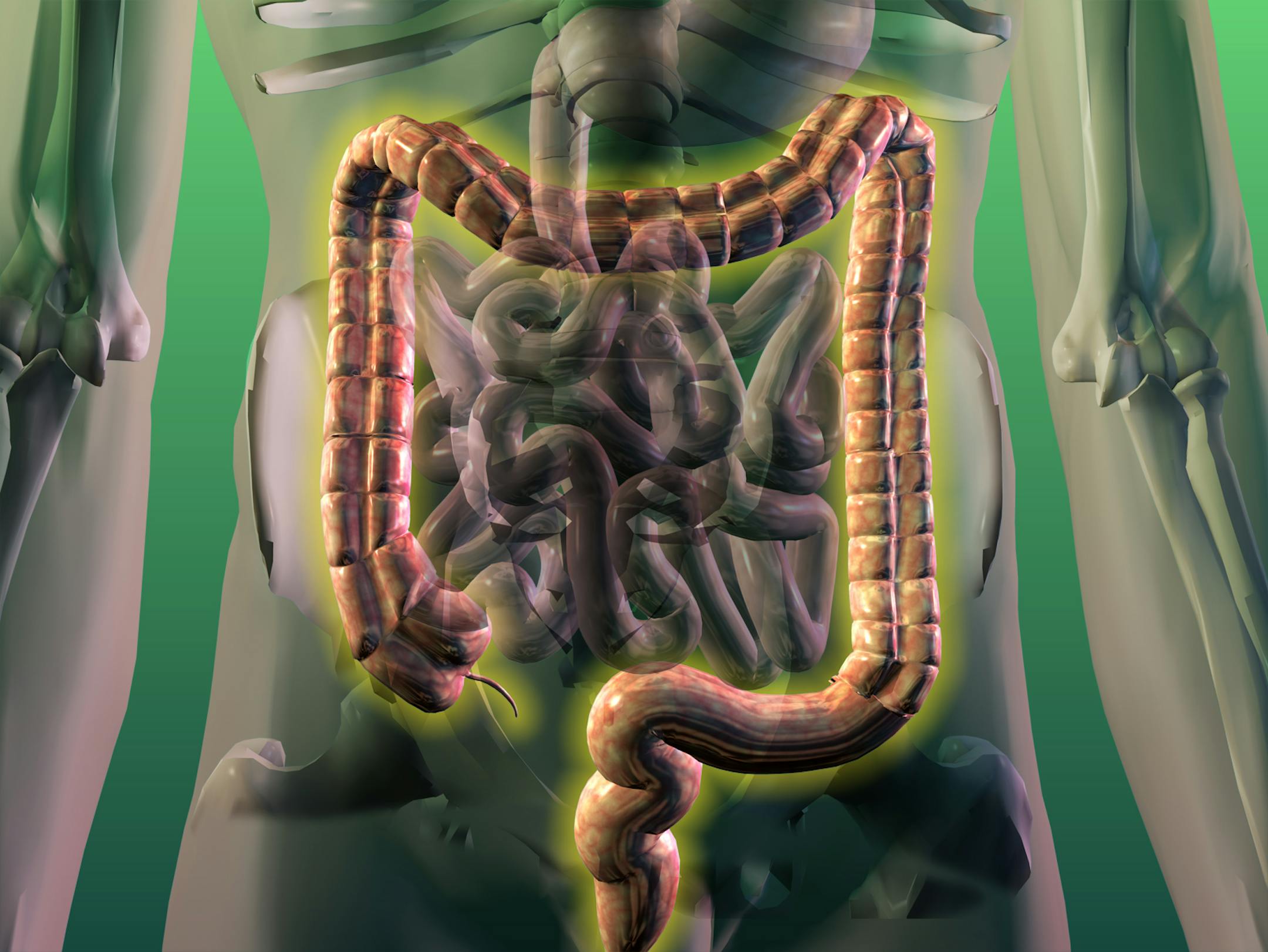300 dpi 3 col x 4 in / 136x102mm / 1610 x 1207 pixels 3-d image of a human colon.