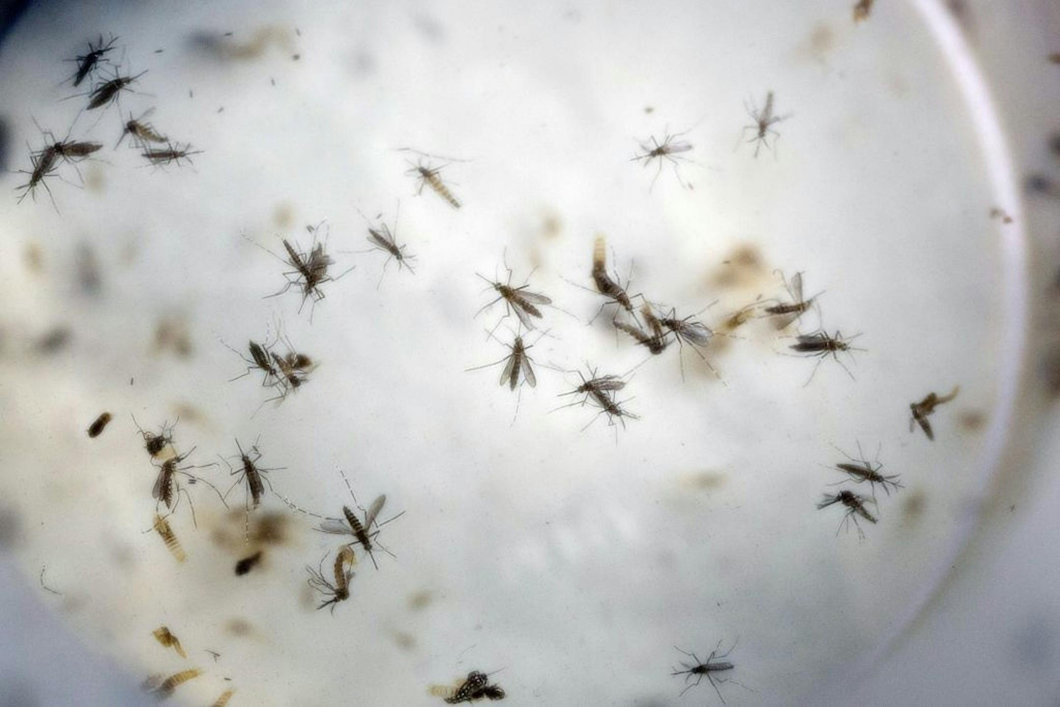 FILE - In this Thursday, Feb. 11, 2016, file photo, Aedes aegypti mosquitoes float in a mosquito cage at a laboratory in Cucuta, Colombia. The Aedes aegypti mosquito is the vector that transmits the Zika virus, and also dengue and chikunguna. The Food and Drug Administration is recommending U.S. blood banks refuse donations from people who have traveled to countries where the Zika virus is active in the prior four weeks, part of guidelines meant to protect the blood supply from the mosquito-born