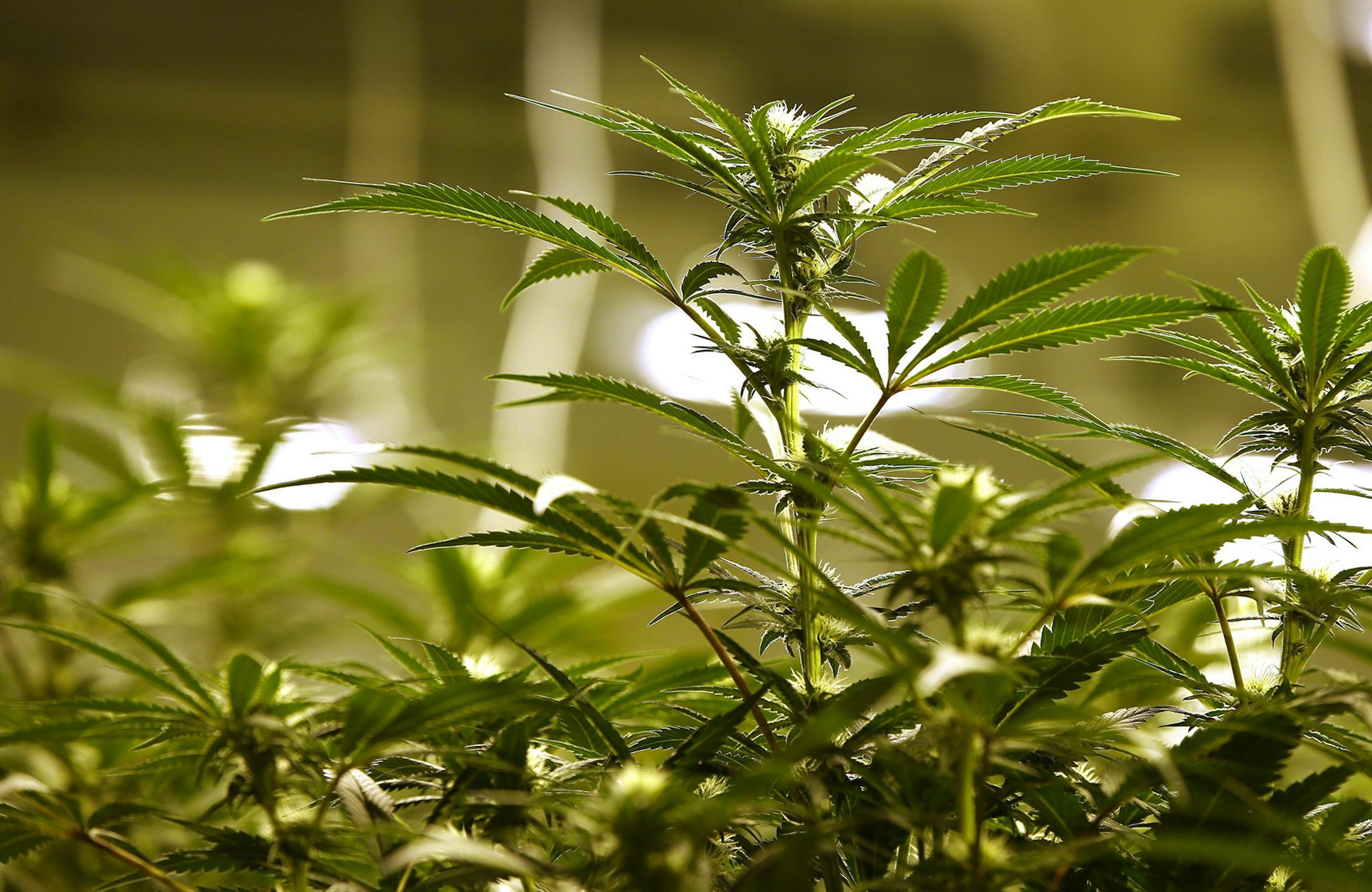 Marijuana plants grow in the flowering room at Illinois Grown Medicine, a medical marijuana cultivation center, on May 6, 2019, in Elk Grove Village, Ill. (Stacey Wescott/Chicago Tribune/TNS) ORG XMIT: 1512875